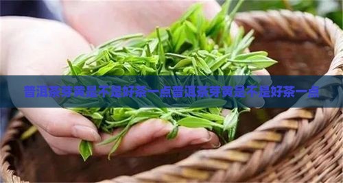 普洱茶芽黄是不是好茶一点