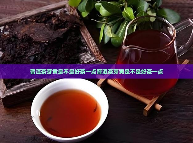普洱茶芽黄是不是好茶一点