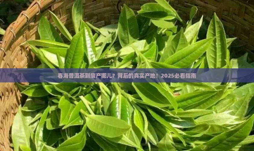 春海普洱茶哪里生产
