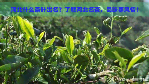 河北什么茶叶出名?了解河北名茶,品味燕风情! 河北什么茶叶出名?了解河北名茶,品味燕风情!