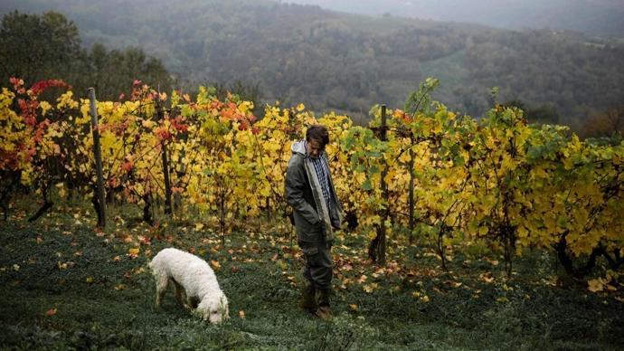 小狗被毒死,谁应该担责?