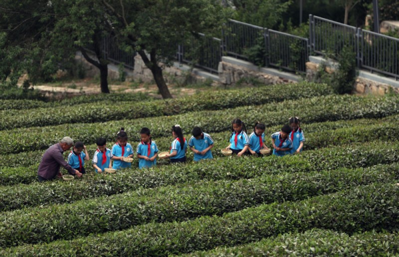 来自北纬35度的茶