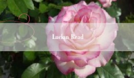 Lucian Read