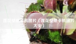 莲花壁纸手机图片（莲花壁纸手机图片大全）