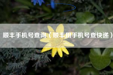 顺丰手机号查询（顺丰用手机号查快递）