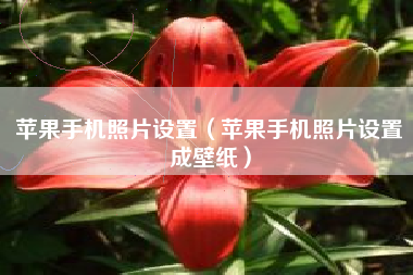 苹果手机照片设置（苹果手机照片设置成壁纸）
