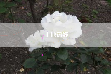 土地热线