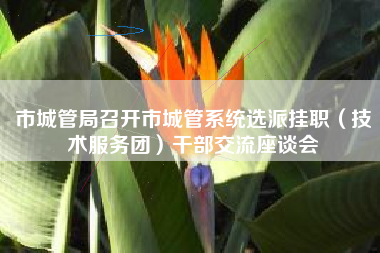 市城管局召开市城管系统选派挂职（技术服务团）干部交流座谈会