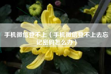 手机微信登不上（手机微信登不上去忘记密码怎么办）
