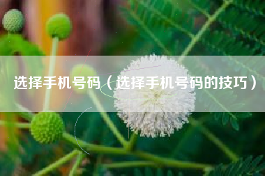 选择手机号码（选择手机号码的技巧）