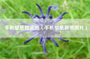 手机壁纸超清图（手机壁纸超清图片）