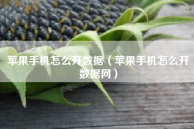 苹果手机怎么开数据（苹果手机怎么开数据网）